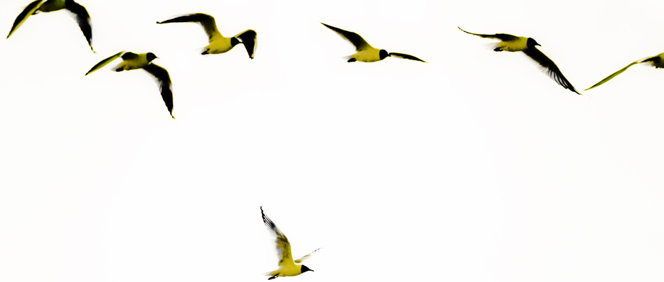 Formation - ID 009602