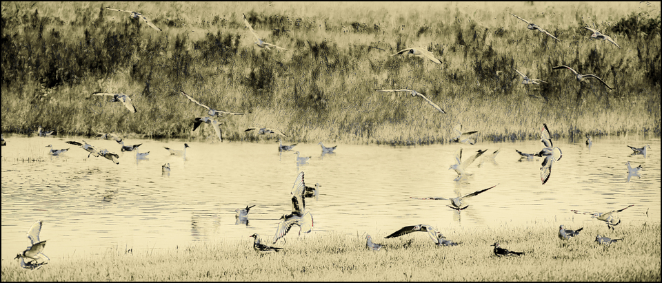 Bird and Water - ID 009641