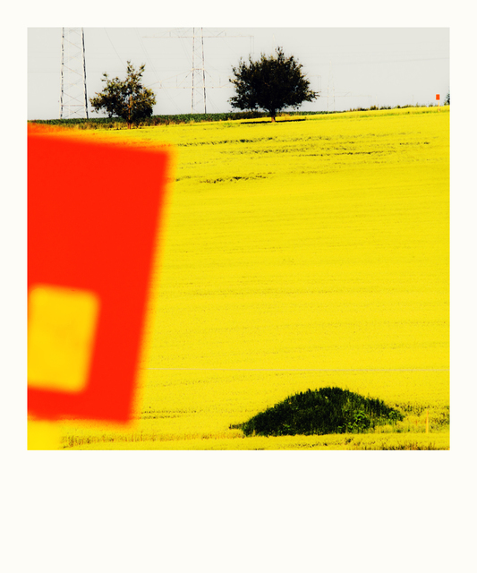 Yellow Field I - ID 009645