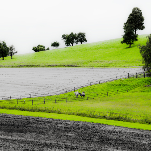 Two Camels - ID 009697