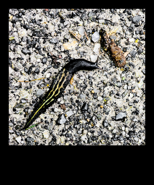 Tiger Slug - ID 009698