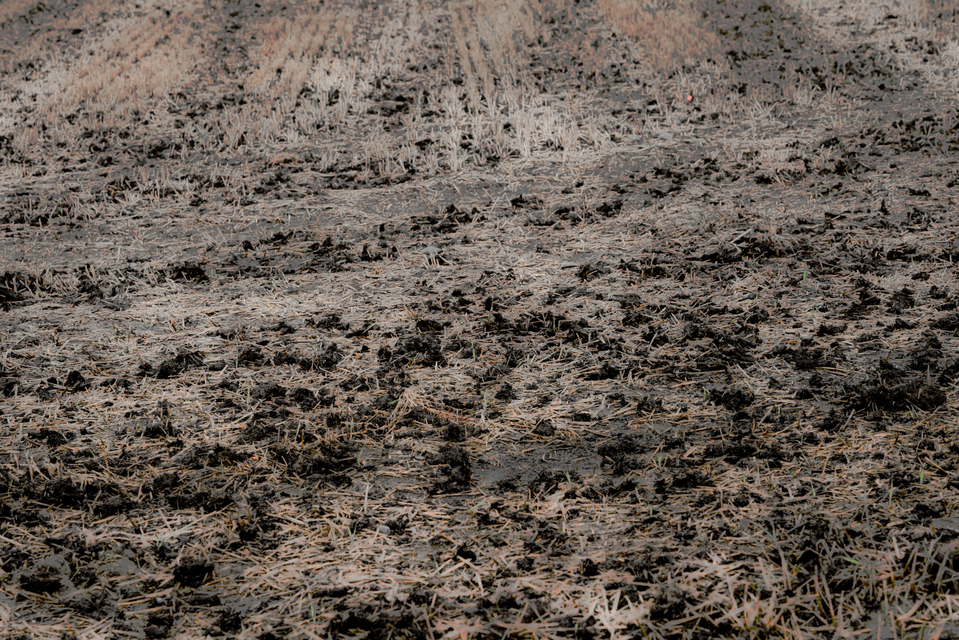 Harvested I - ID 009701