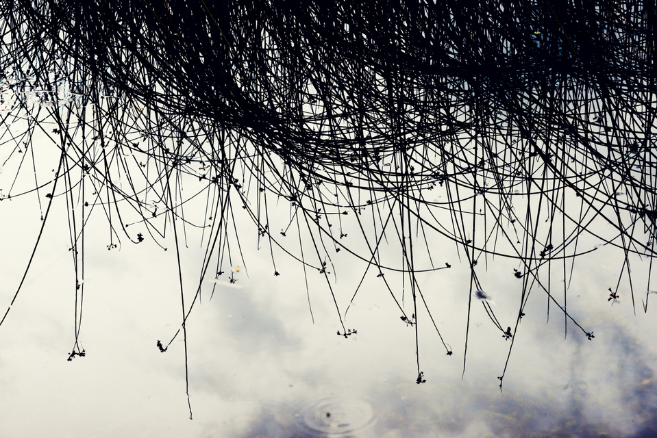 Bank Grass I - ID 009704