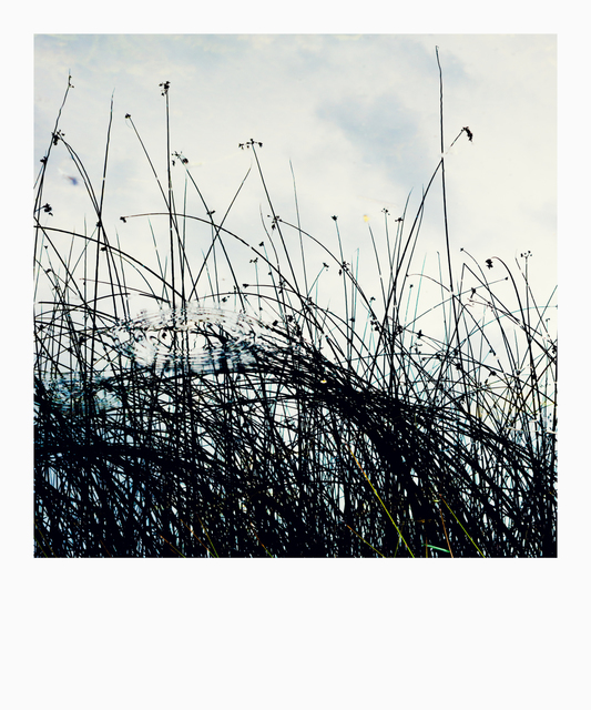 Bank Grass II - ID 009705