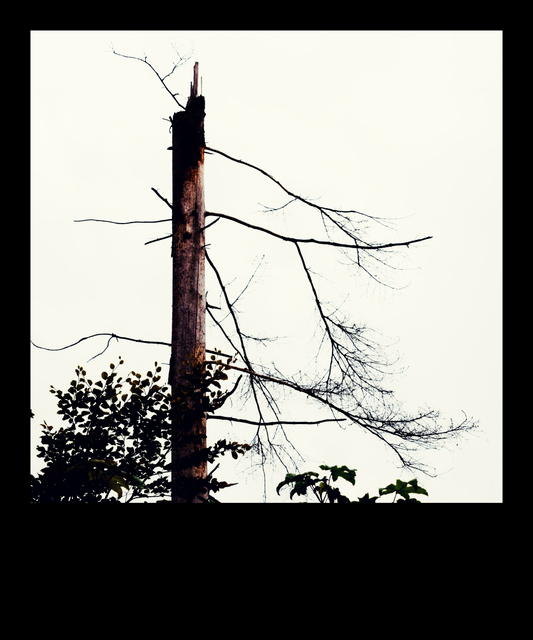 Broken Tree - ID 009706