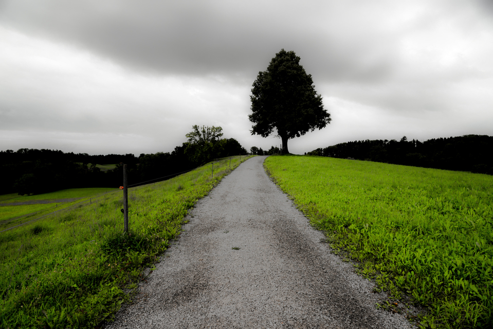Tree on Hill - ID 009707