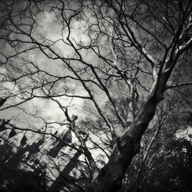 Hanover Town Hall Tree - ID 009716