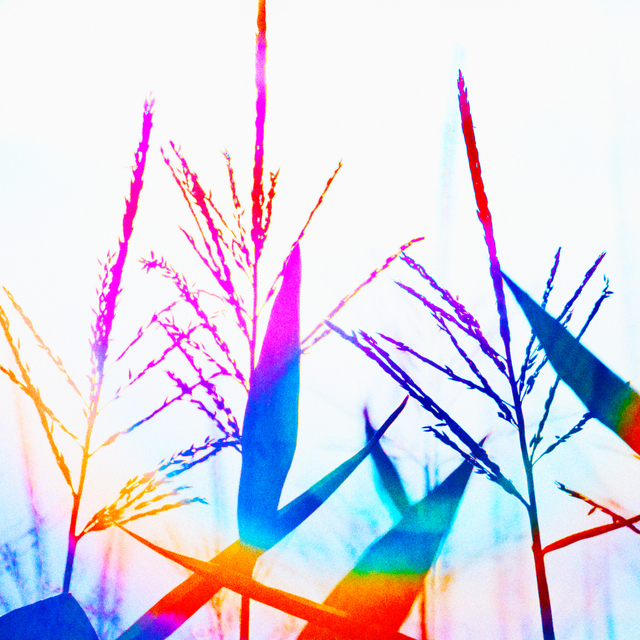 Corn and Sky - ID 009758