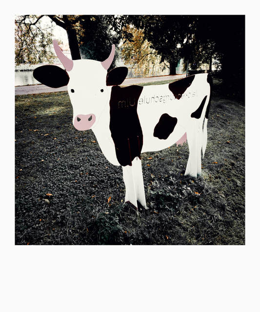 Black White Cow - ID 009770