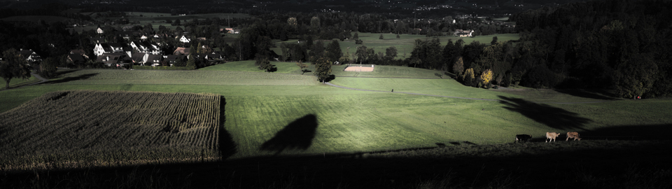 Three Cows Shadow Tree - ID 009772