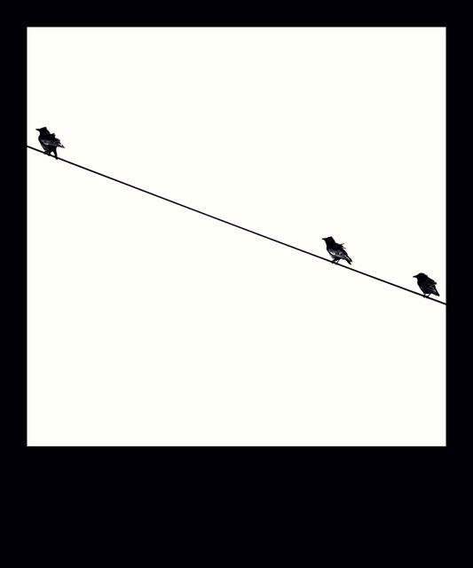 Three Birds on Wire - ID 009776