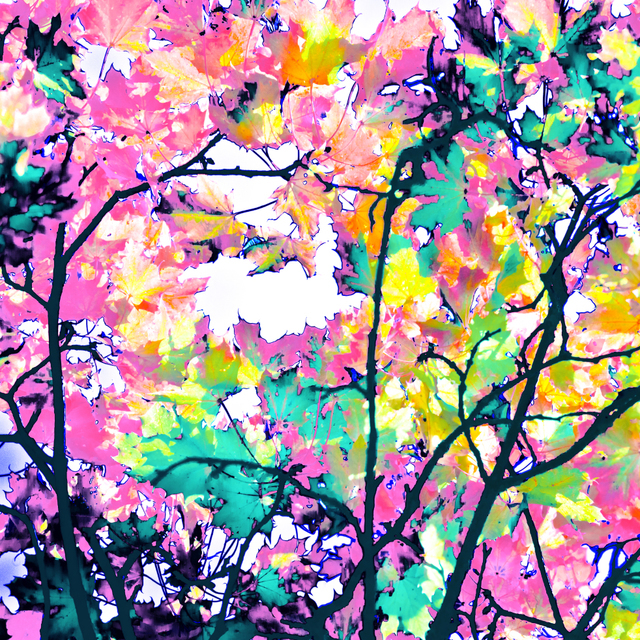 Tree Color II - ID 009778