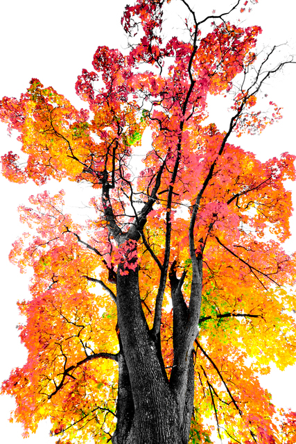 Fall Colors IV - ID 009803