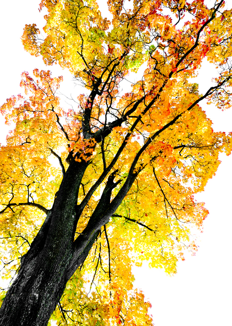 Fall Colors V - ID 009804