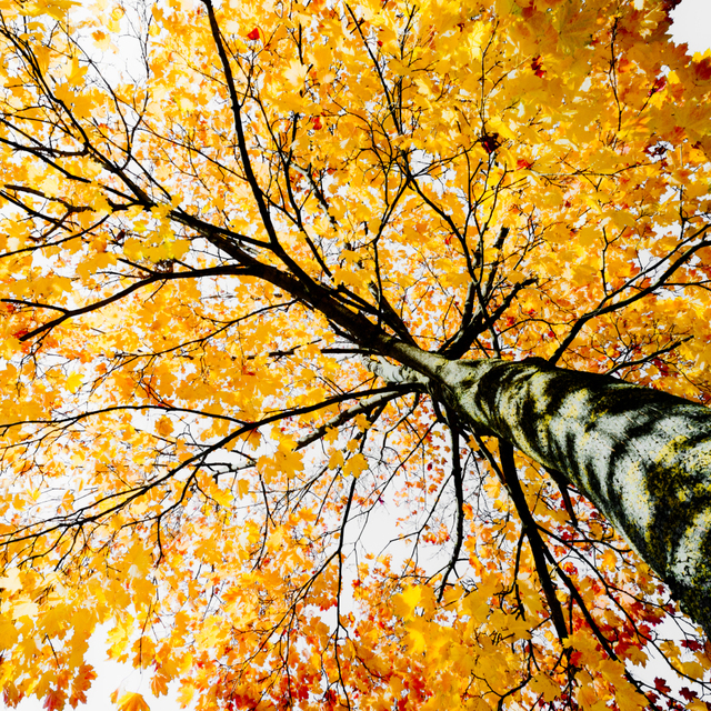 Fall Colors VIII - ID 009807