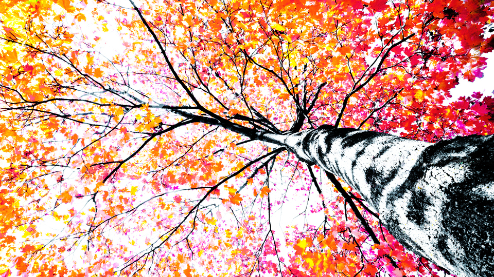 Fall Colors IX - ID 009808