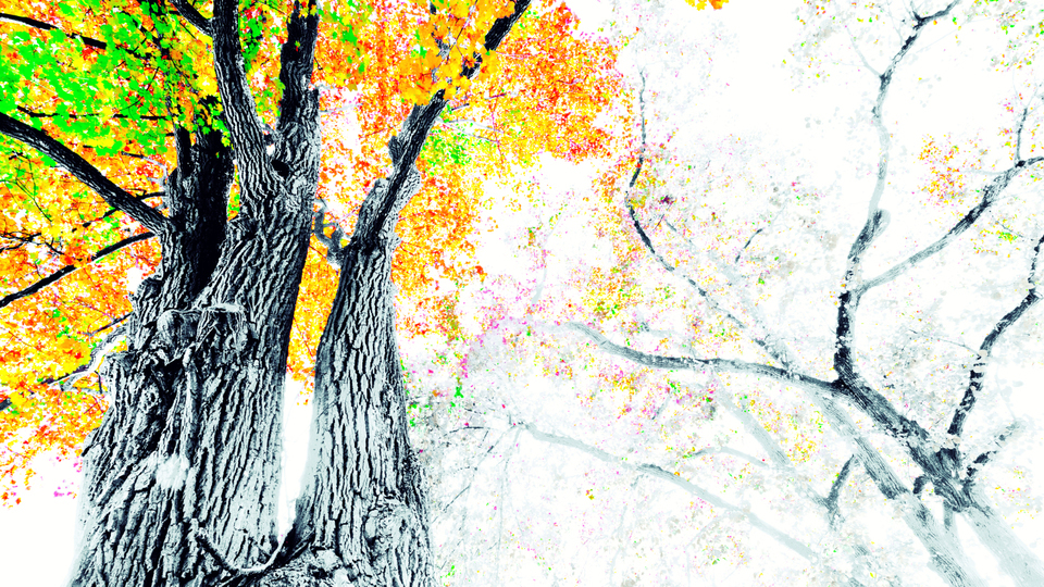 Fall Colors XI - ID 009810