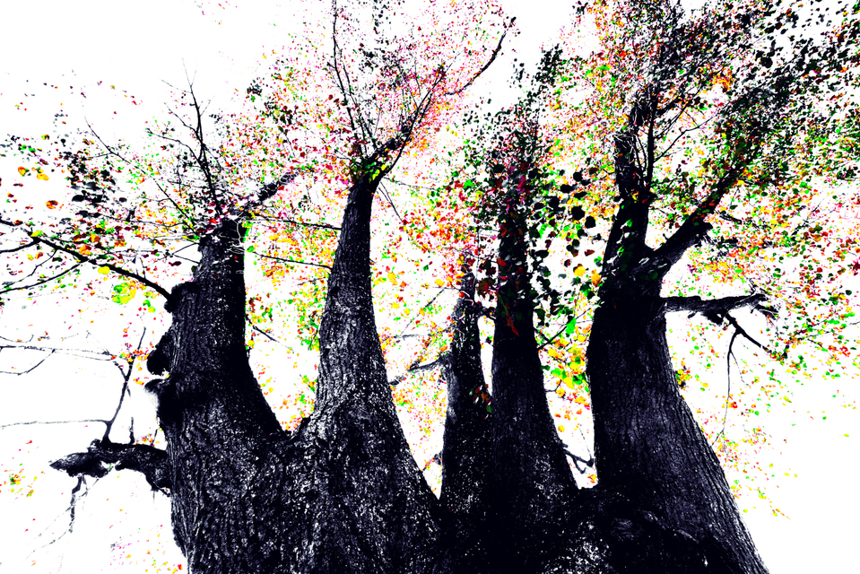 Fall Colors XIII - ID 009812