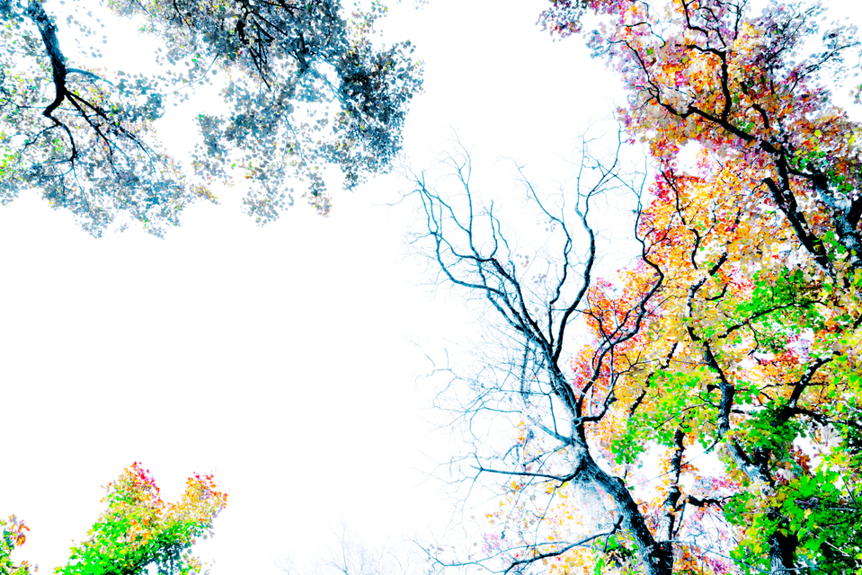 Fall Colors XV - ID 009814