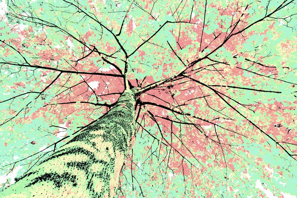 Fall Colors XVI - ID 009815