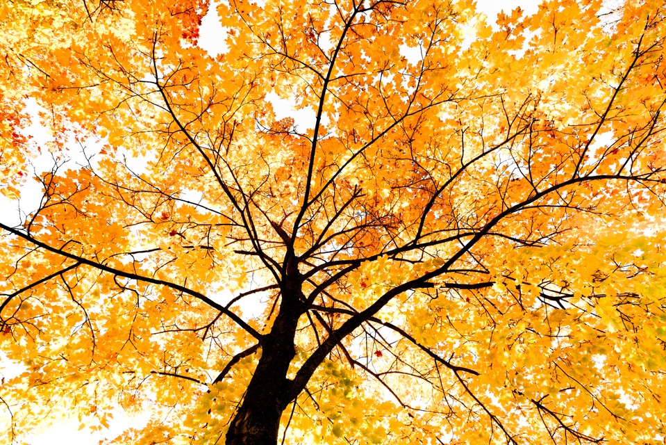 Fall Colors XVII - ID 009816