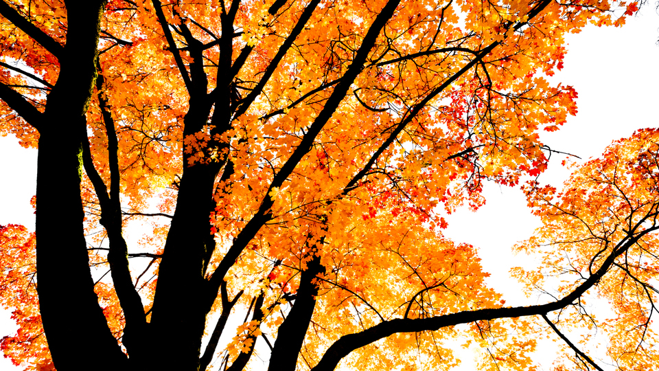 Fall Colors XX - ID 009819