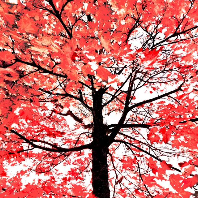 Fall Colors XXII - ID 009821