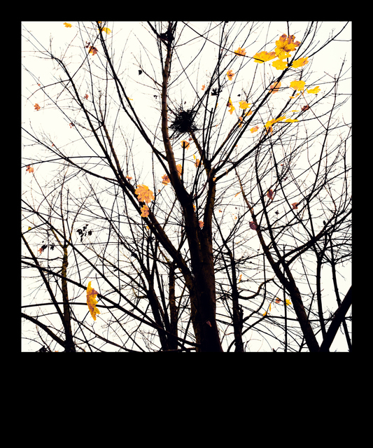 Winter is Near II - ID 009832