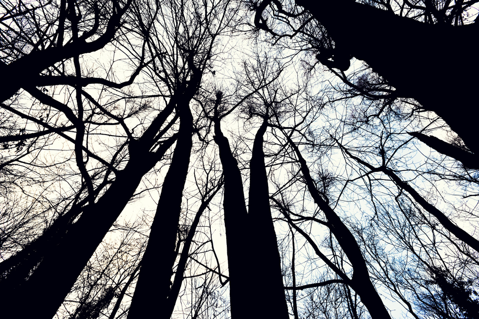 Between Trees IV - ID 009844