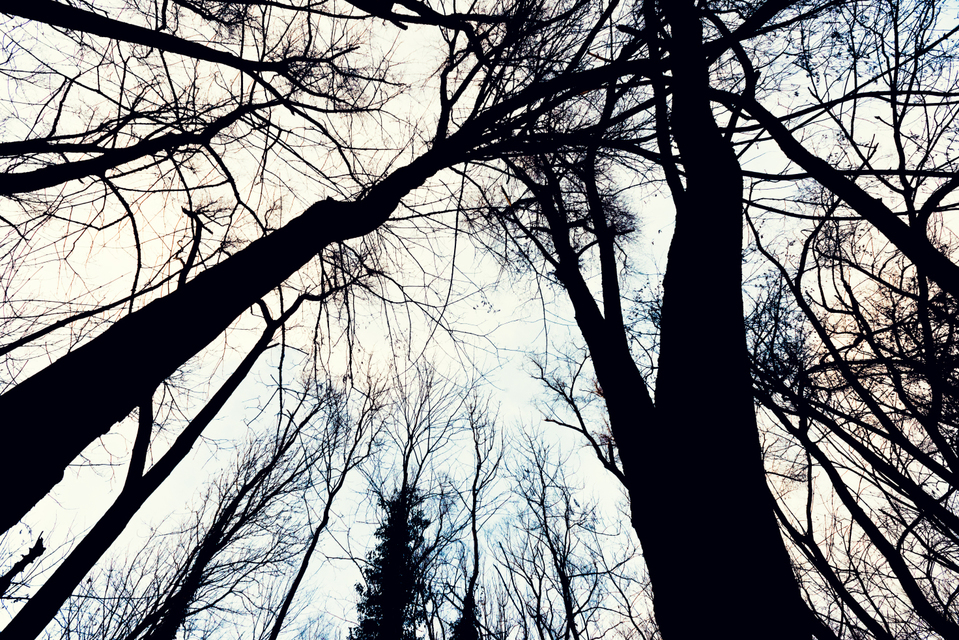 Between Trees V - ID 009845