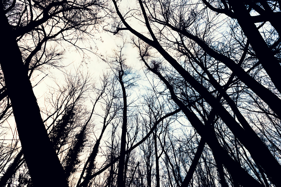 Between Trees VI - ID 009846