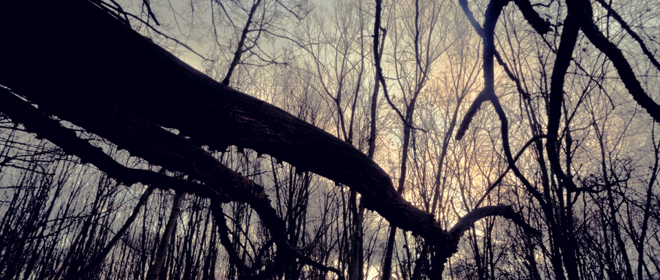 Twilight Trees I - ID 009847