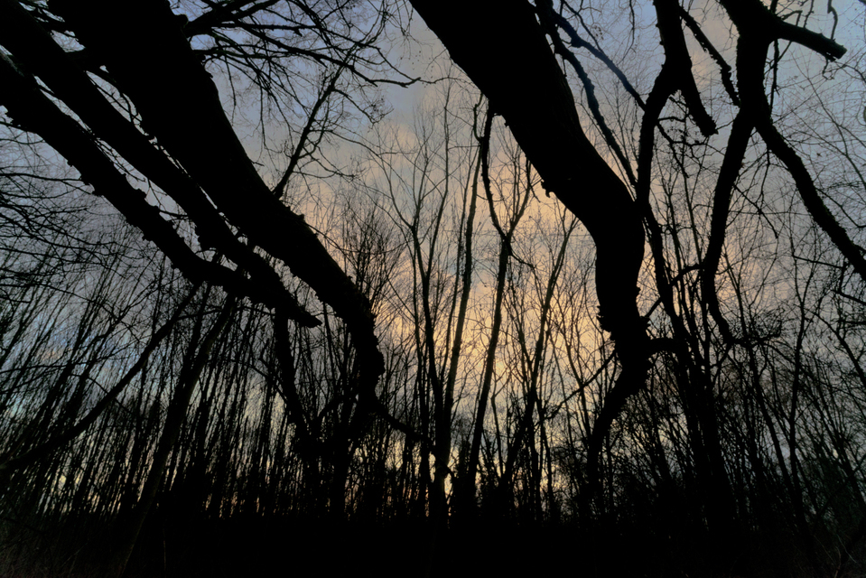 Twilight Trees II - ID 009848