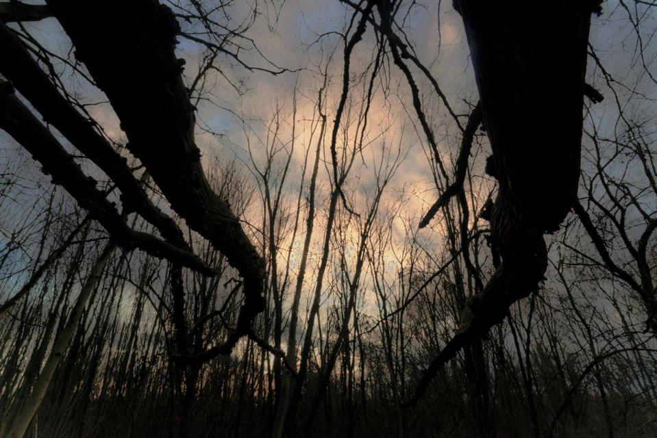 Twilight Trees III - ID 009849