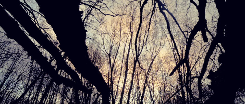 Twilight Trees IV - ID 009850