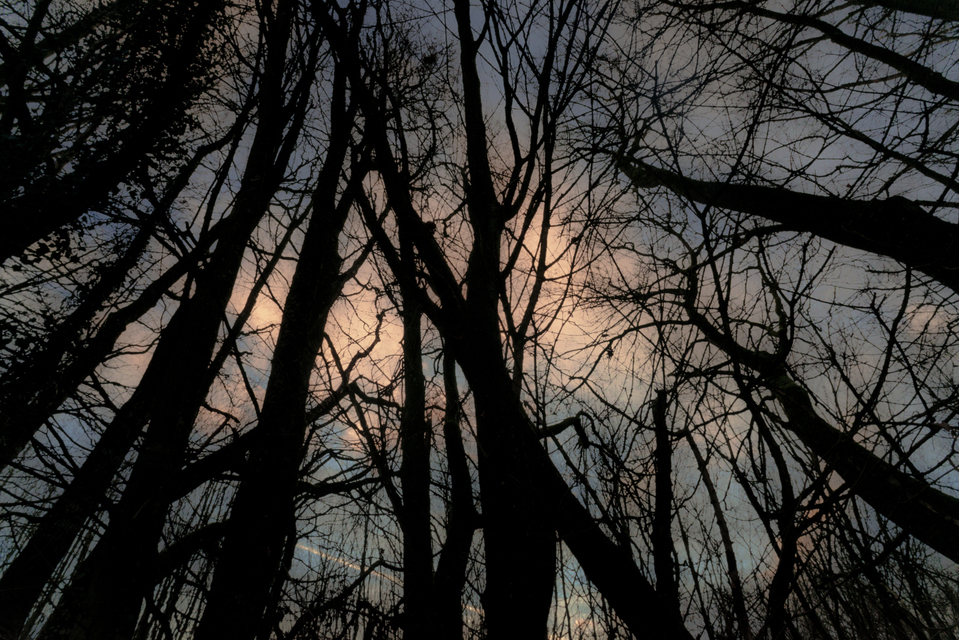 Twilight Trees V - ID 009851