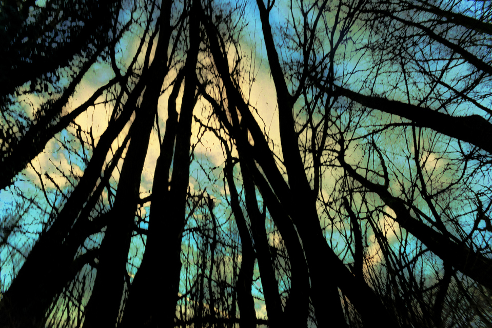 Mystic Forest - ID 009853