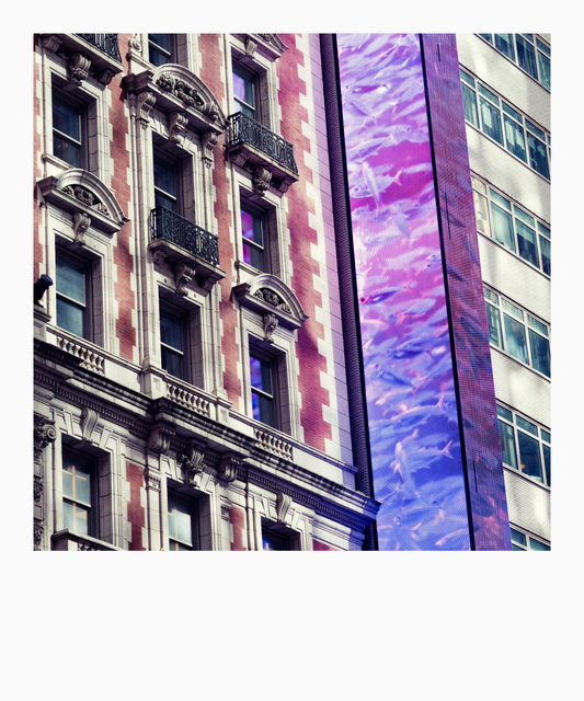 Wall Fishes - ID 009893