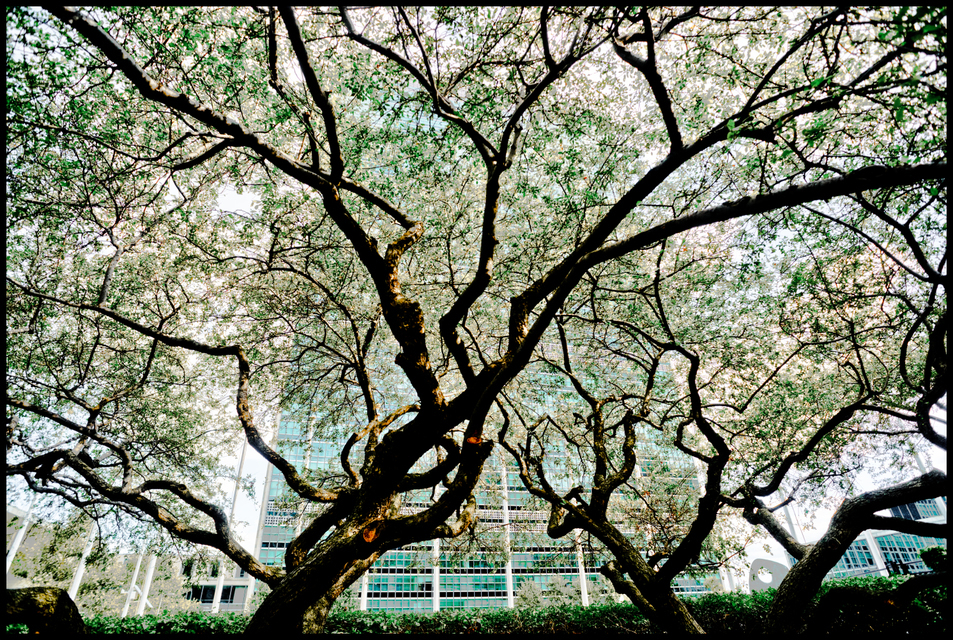 Cross Trees - ID 010036