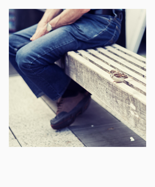Sparrow on Bench - ID 010165