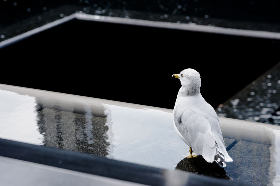 Ground Zero VIII - ID 010274