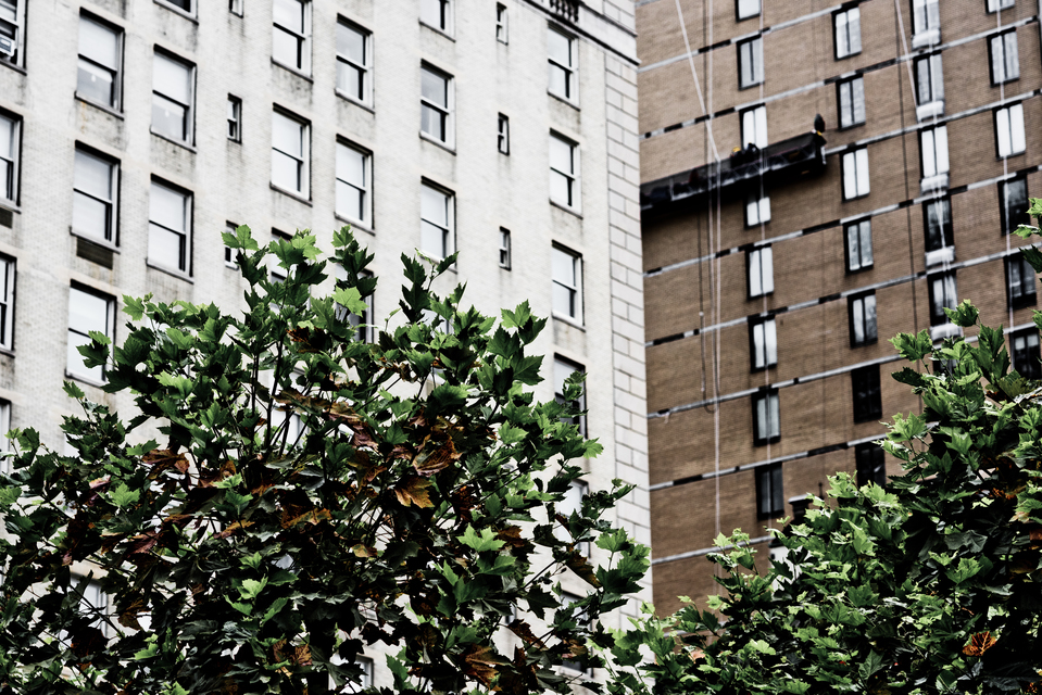 Behind Marple Trees - ID 010438