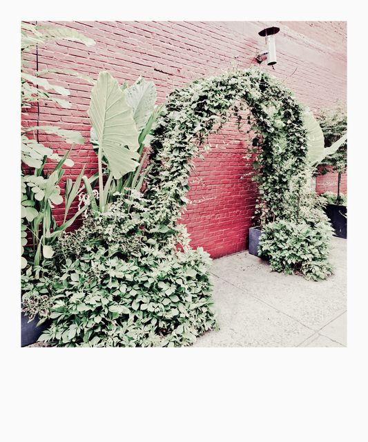 Green Bow Red Wall - ID 010753