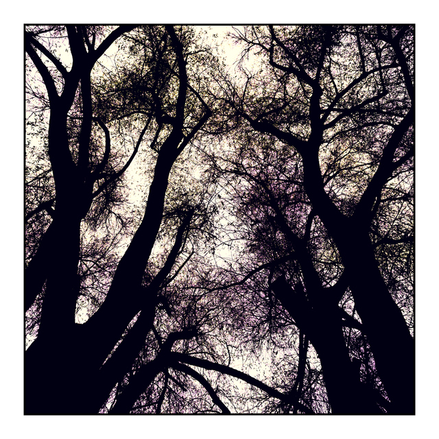 Dark Trees I - ID 010923