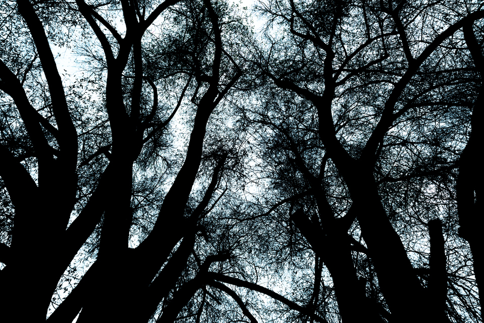 Dark Trees II - ID 010924
