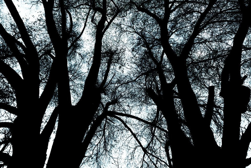 Dark Trees IV - ID 010926