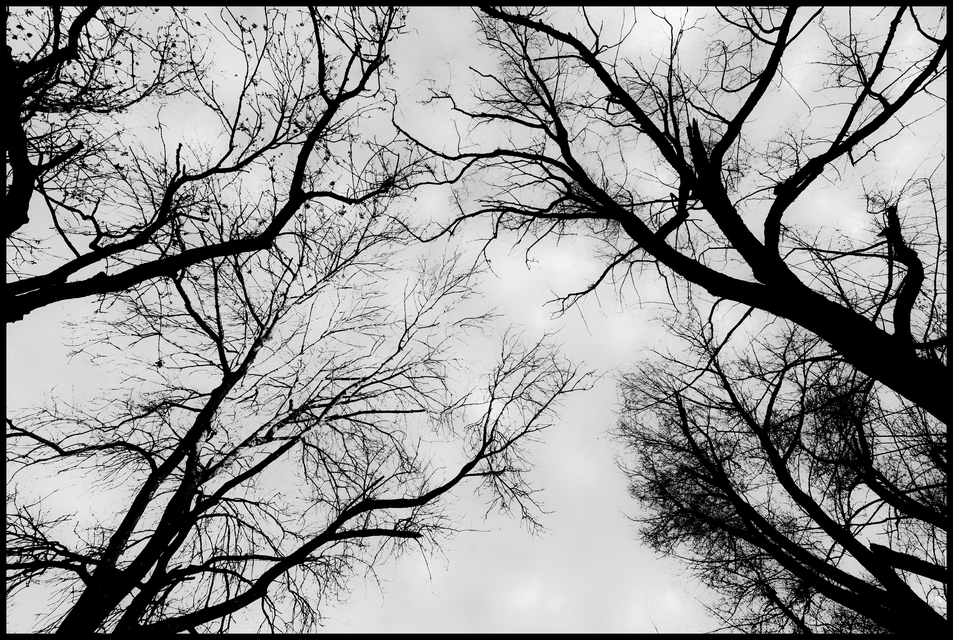 Black Trees on Grey Sky I - ID 010957