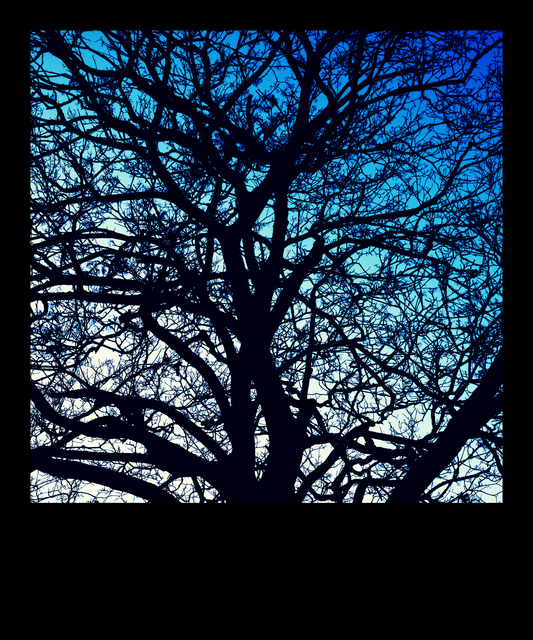 Blue Shades behind Tree - ID 010984