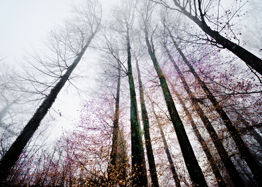 Colors of Winter Trees III - ID 010987