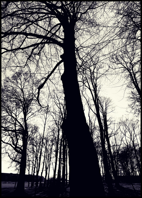 Park Winter Trees I - ID 010996